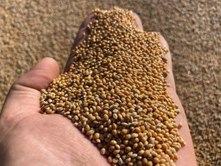 Yellow millet is a mixed seed product that meets