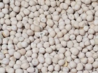 Peas have a multi-purpose feed application: grains, whole or