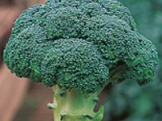 Hello, in about 2-3 weeks, fresh and certified organic