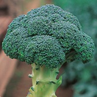 Hello, in about 2-3 weeks, fresh and certified organic broccoli will be available for sale