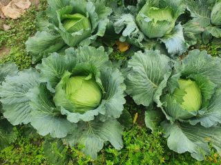 I will sell a beautiful cabbage 50 pieces