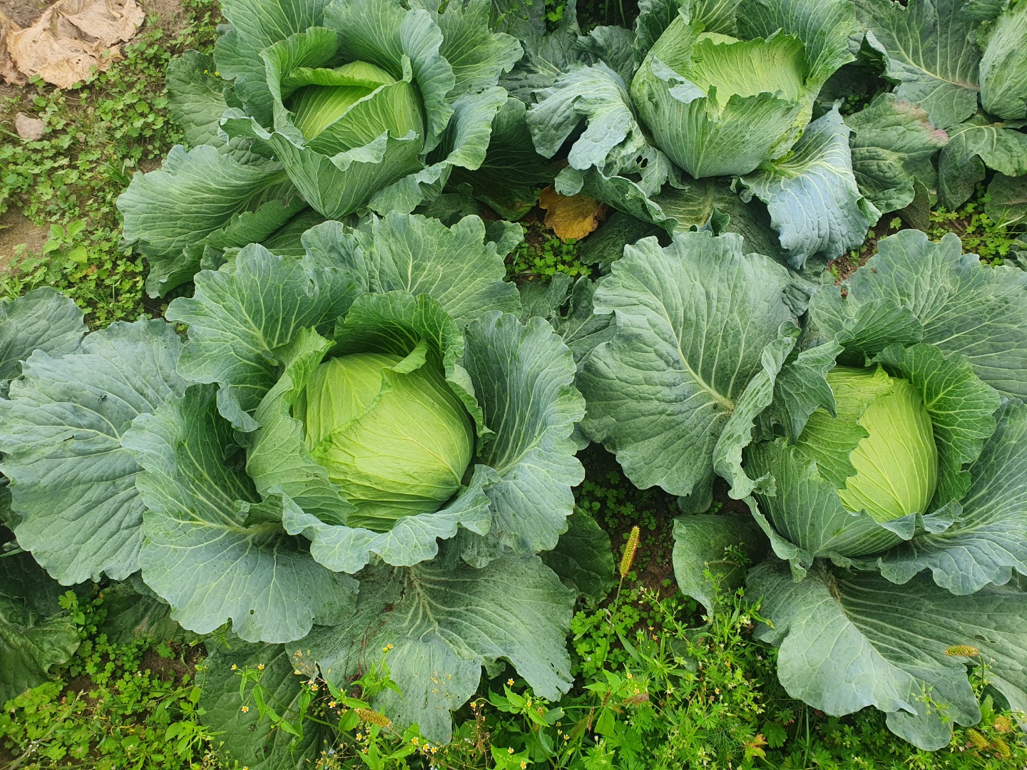 I will sell a beautiful cabbage 50 pieces