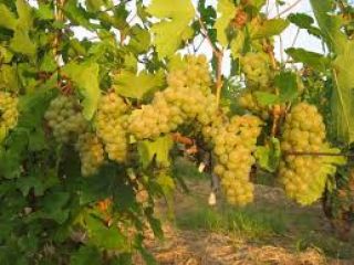 Grapes for riesling wine, DRAGASANI wine area, Valcea county
