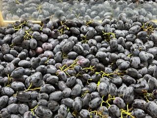 Any amount of grapes Greek Moladian Italian Dark and