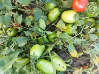 Green field tomato, dyno variety. Quantity approximately 2 tons
