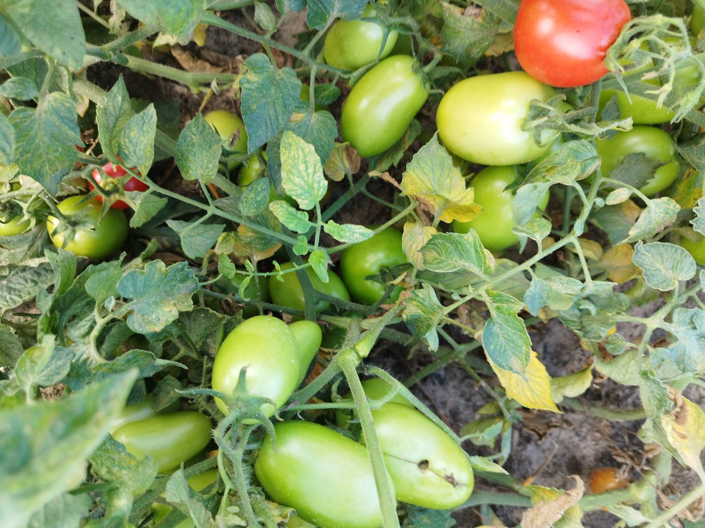 Green field tomato, dyno variety