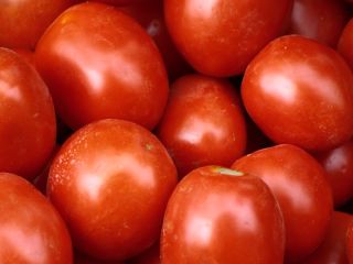Field tomatoes, perfect for preserves