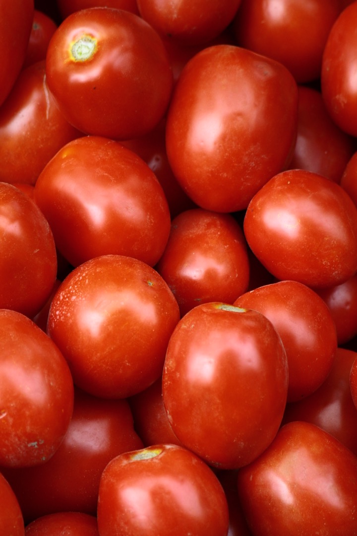 Field tomatoes, perfect for preserves