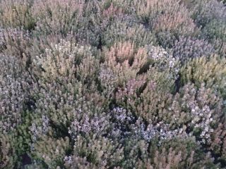 I will sell thyme seeds from the 2022 harvest.