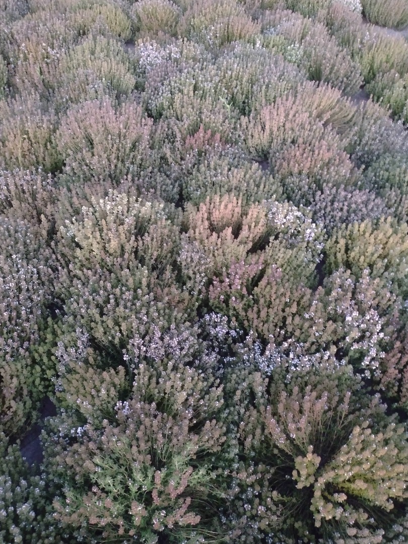 I will sell thyme seeds from the 2022 harvest