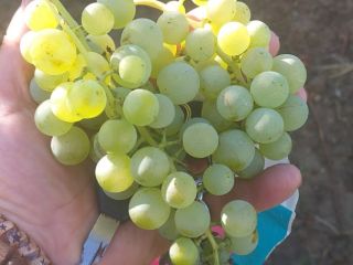 Ceasla and Feteasca wine grapes, white and black; Com