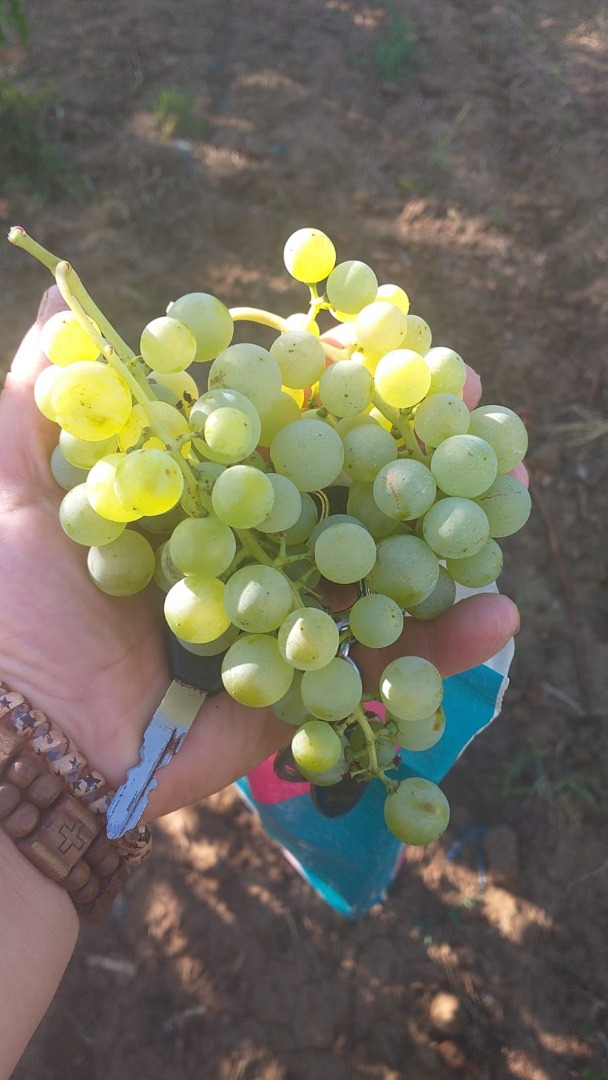 Ceasla and Feteasca wine grapes, white and black; Com