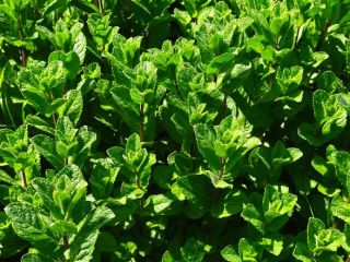 hello, pre-order for the supply of fresh mint greens