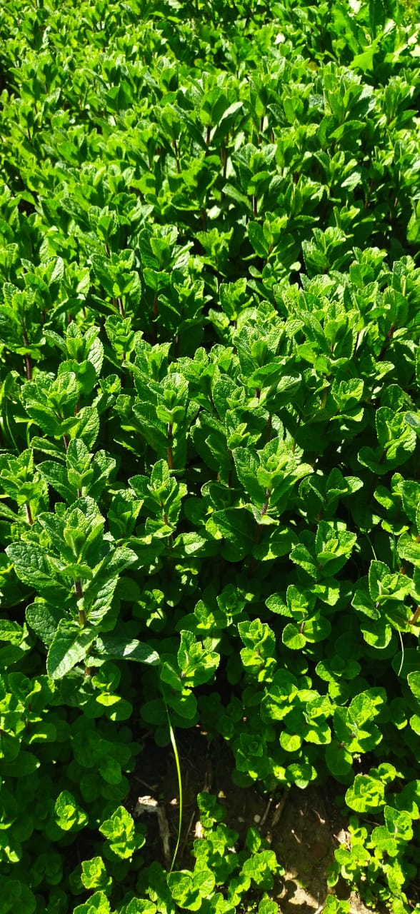 hello, pre-order for the supply of fresh mint greens is open (November 2022-January 2023) packing of 5 kg plastic box, shipment France