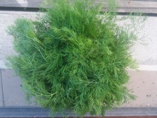 I will sell young dill. Ambrozija variety. Lodz voivodeship.