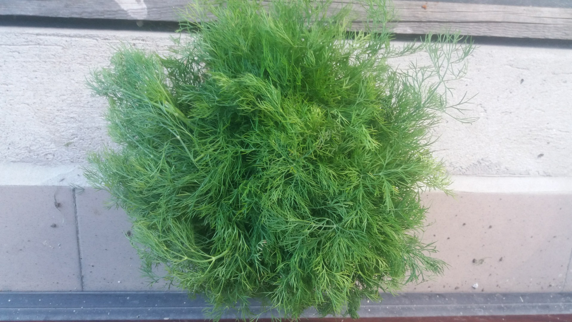 I will sell young dill