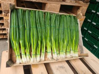 Hello, we offer a chive onion (finger). Truck quantities