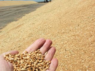 I will sell wheat (category 4) in bulk, FCA