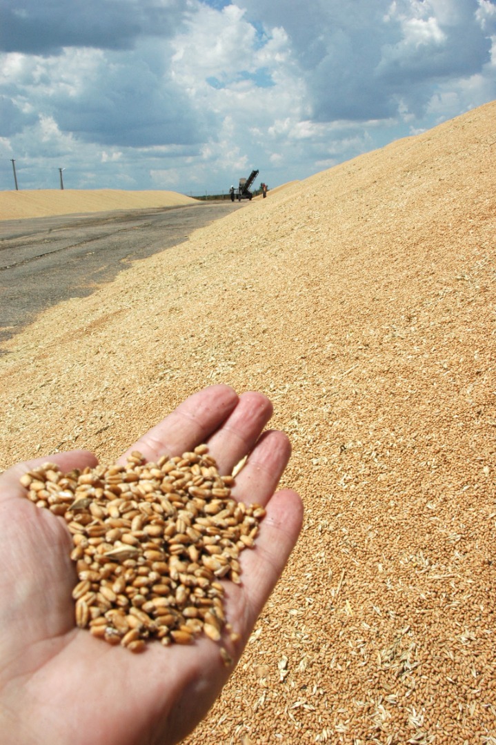I will sell wheat (category 4) in bulk, FCA Chop Ukraine, we have large quantities, contact person -: Władysław