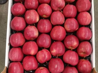 Good day. I'm offering you a beautiful apple, Gala.