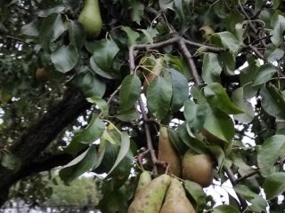 I will sell pears. Conference variety