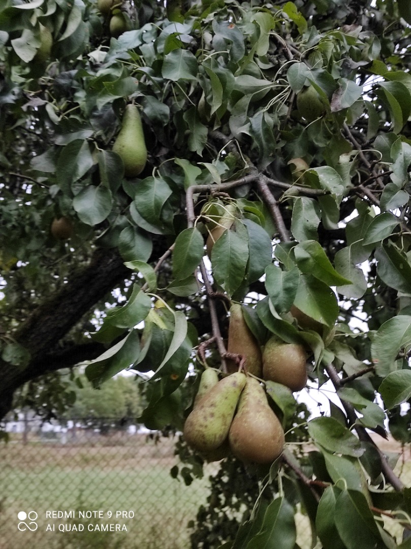 I will sell pears
