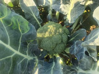 Fresh broccoli