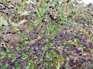 The chokeberries are delivered fresh. They are harvested just