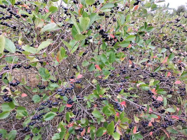 The chokeberries are delivered fresh