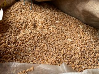 I am selling wheat, top quality, 100% natural. Own