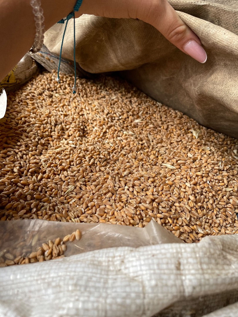 I am selling wheat, top quality, 100% natural