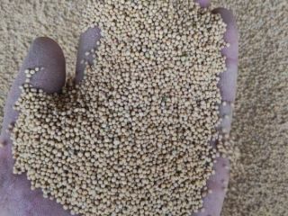 Under a DAP contract, we will deliver oilseed plants