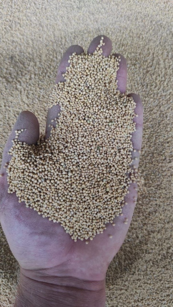 Under a DAP contract, we will deliver oilseed plants of all varieties
