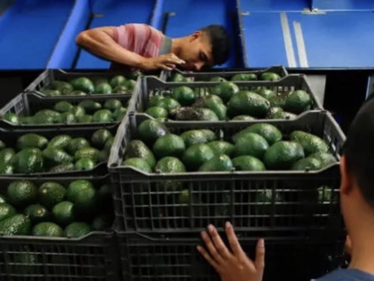 Avocado from Mexico for sell
