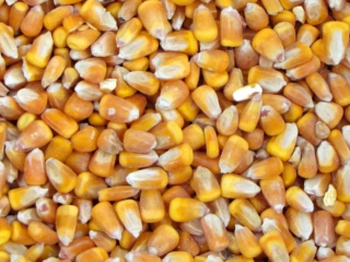 We sell cereals: corn, barley, sunflower, in big bags