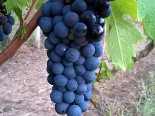 I sell primitivo and sangiovese wine grapes, Gioia del