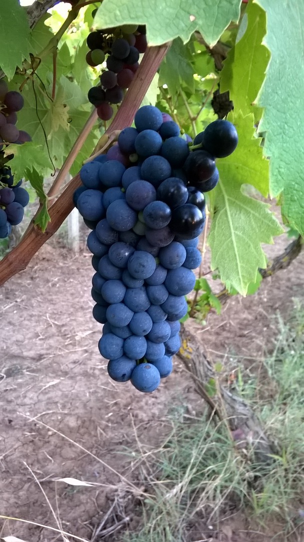 I sell primitivo and sangiovese wine grapes, Gioia del Colle area, Bari Puglia, Italy Primitivo grade babo 24 °
