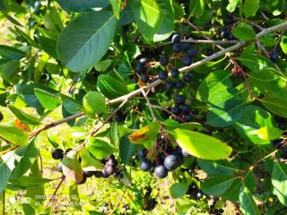 I will sell about 50 tons of organic chokeberry