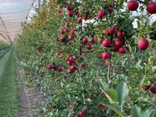 We have 27 varieties of apples, in total we
