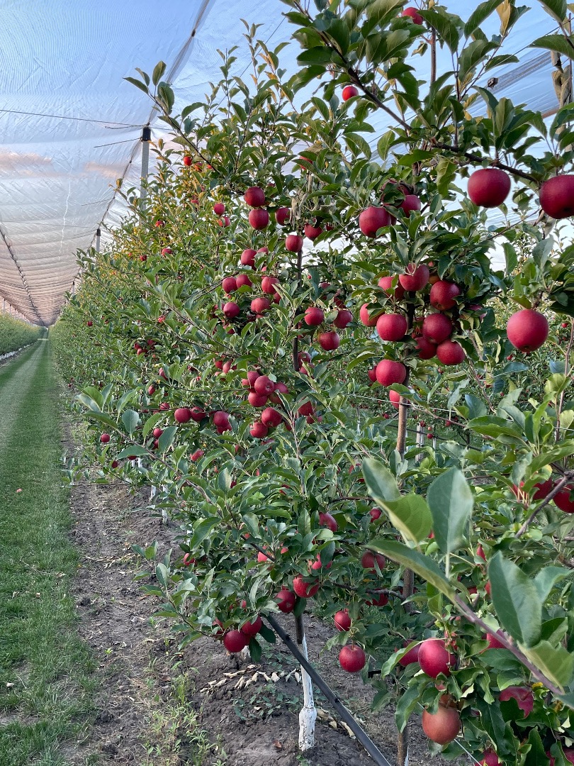 We have 27 varieties of apples, in total we have 2500 tons of apples