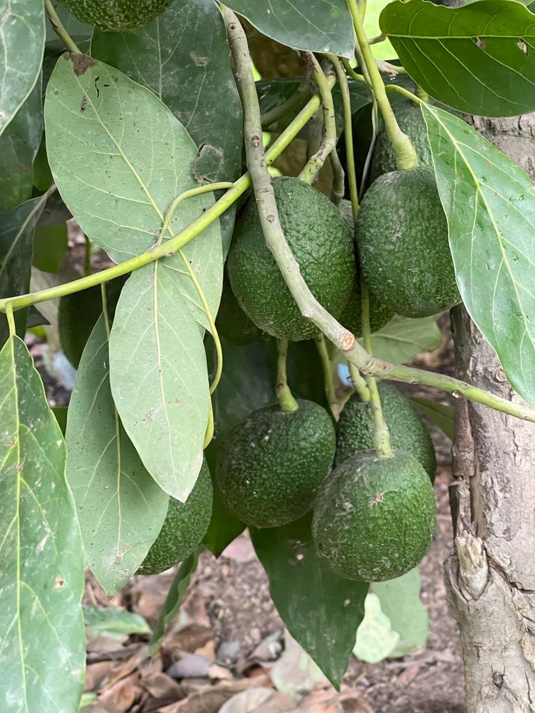 My family and I own and run La Bonchona, an organic and SELF-SUSTAINABLE avocado farm located in Santa Eulalia, Peru, near Lima
