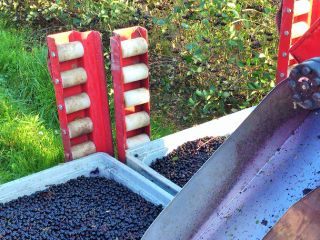 Aronia for sale, mechanical harvest. The quantity is about