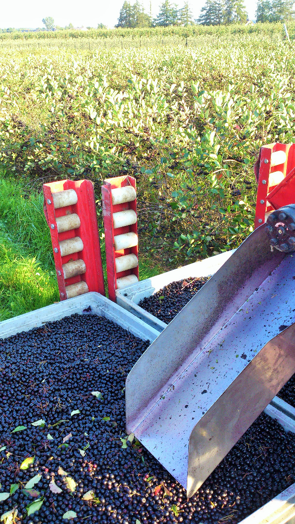 Aronia for sale, mechanical harvest