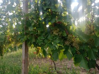 They are selling grapes for wine, royal feteasca, from