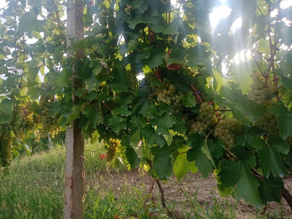 They are selling grapes for wine, royal feteasca, from the area famous for the quality of wine and grapes, namely the Dragasan Hills