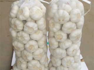 We supply, Ginger, garlic, yellow corn, avocados, vanilla beans
