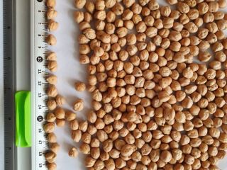 2022 harvest cleaned and calibrated chickpeas. Possibility in big