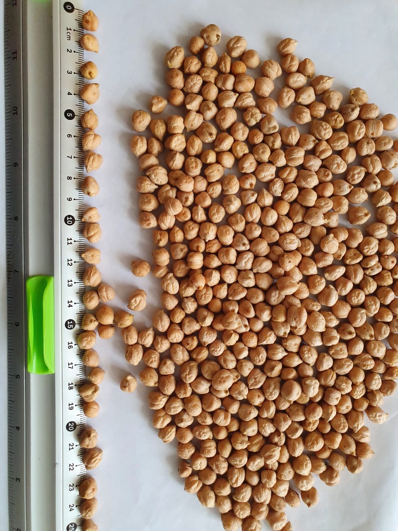 2022 harvest cleaned and calibrated chickpeas