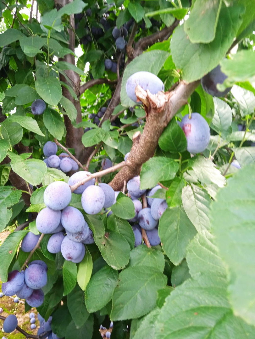 I will sell a plum -Haganta Top hit President large quantities welcome