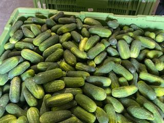 I will sell salad cucumbers, sonata variety, I have